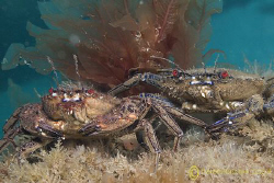 Velvet swimming crabs. Trefor pier. North Wales.
D200, 6... by Derek Haslam 